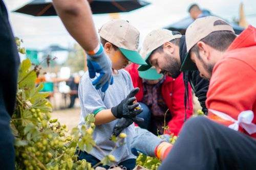 Lúpulo kunstmann 2024-45