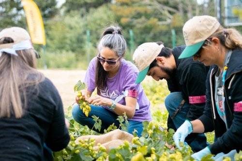 Lúpulo kunstmann 2024-48