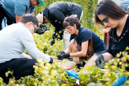 Lúpulo kunstmann 2024-49