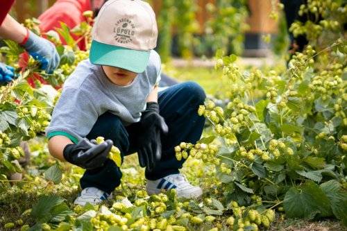 Lúpulo kunstmann 2024-51