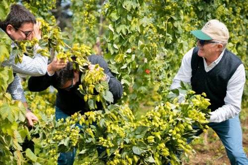 Lúpulo kunstmann 2024-59