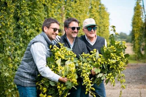 Lúpulo kunstmann 2024-61