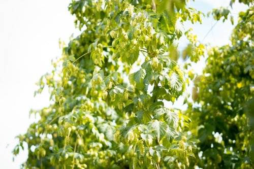 Lúpulo kunstmann 2024-72