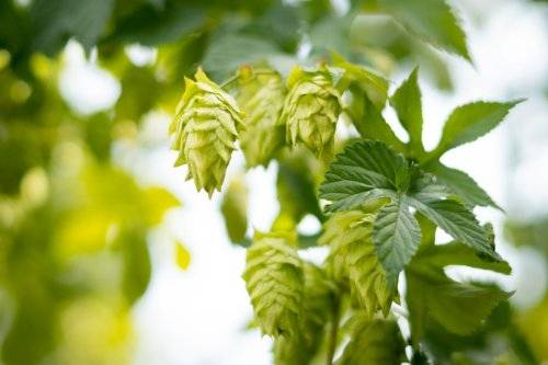 Lúpulo kunstmann 2024-73