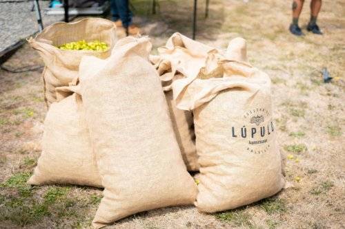 Lúpulo kunstmann 2024-80